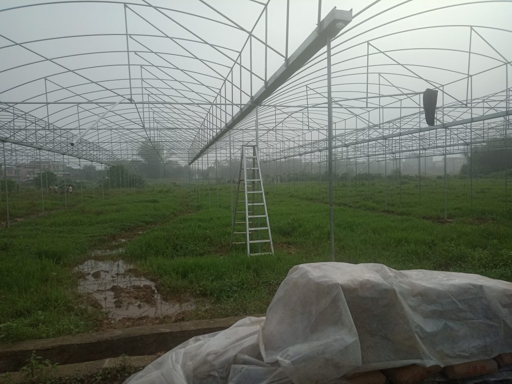 肇慶市懷集縣500畝譚脈西瓜種植新建項目